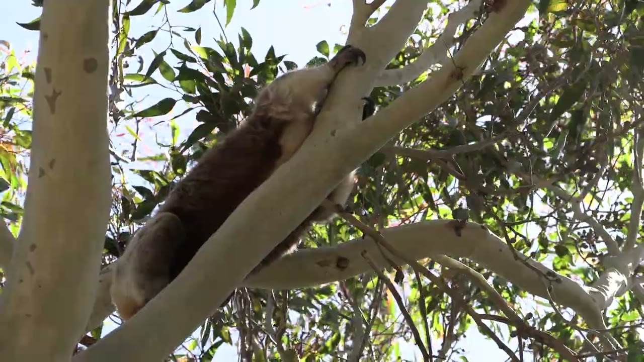 The Koalas of Kookaroo Woods