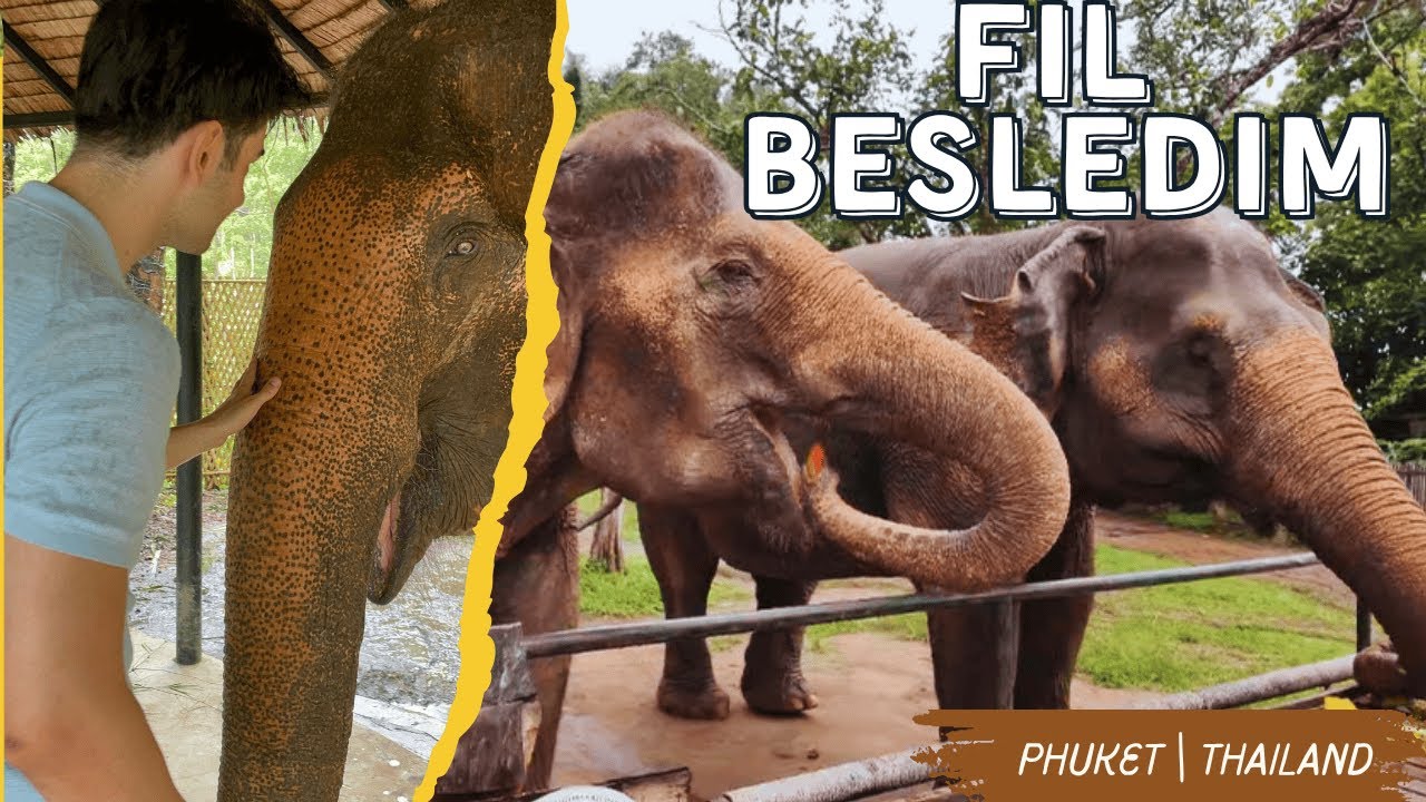 TAYLAND'DA FİL BESLEDİM! 🐘 | Fil Çiftliği ve Aslan Kafesi Deneyimi 🦁