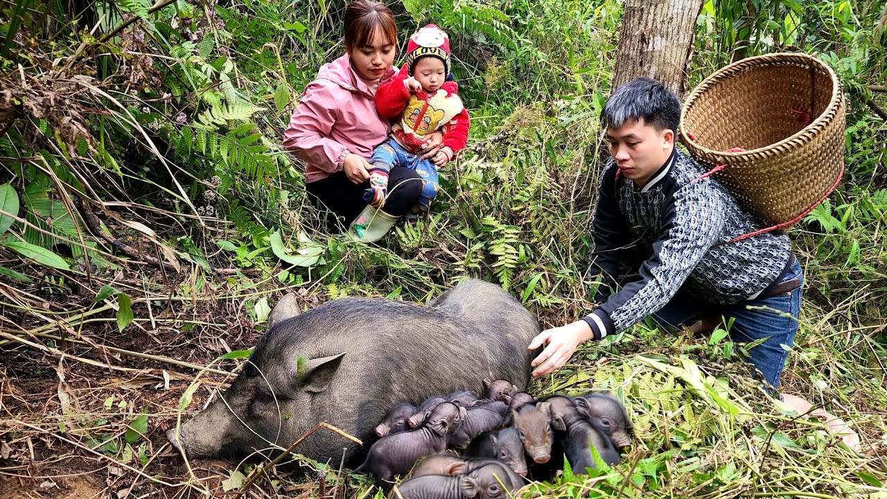 How to take care of newborn piglets | Animals - Chúc Tòn Bình