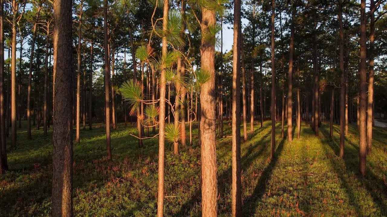 Longleaf Pine Restoration