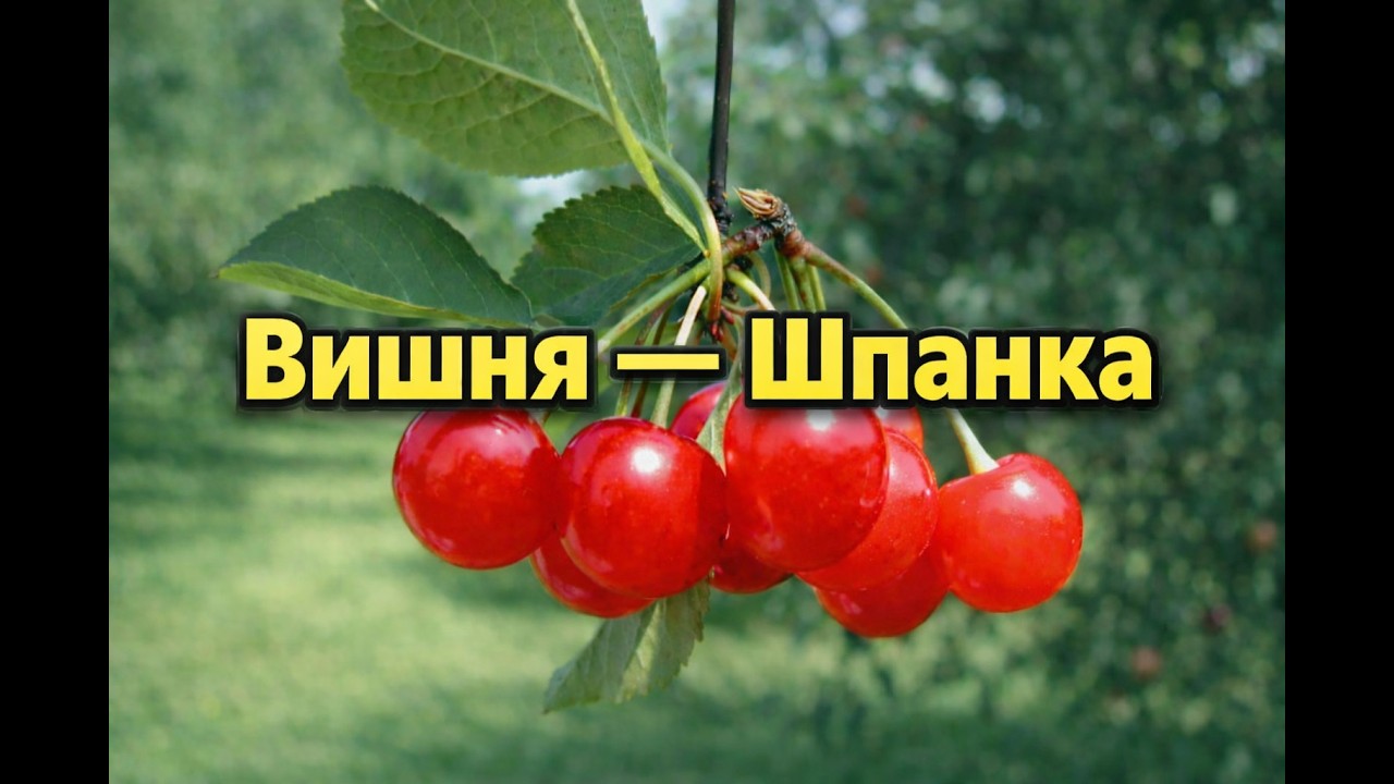 Вишня Шпанка: как вырастить в саду и огороде
