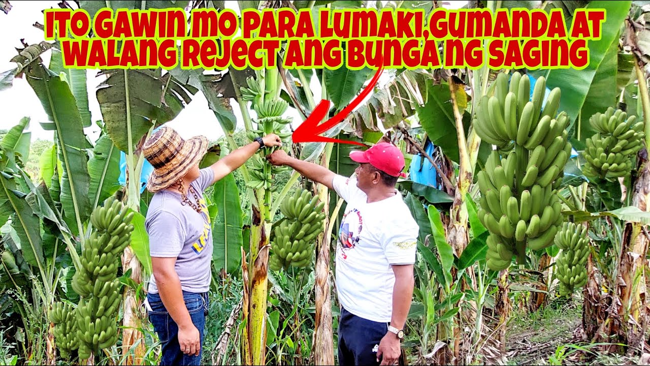 BANANA FRUITING CARE | Expert tips para walang reject sa Bunga ng Lakatan