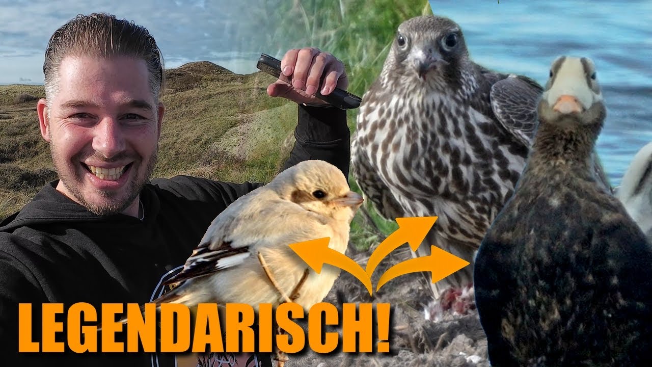 Het meest LEGENDARISCHE DB Vogelweekend ooit op Texel!