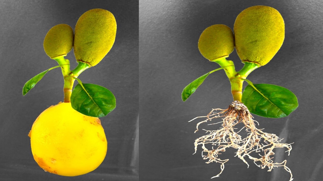 Growing Jackfruit Tree Cutting