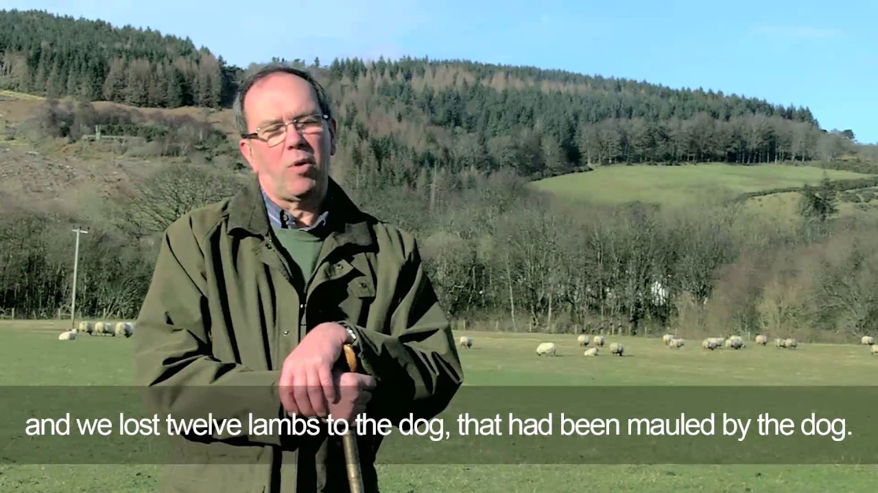 SNH   Sheep Worrying Kenneth Bone:subtitles:Final