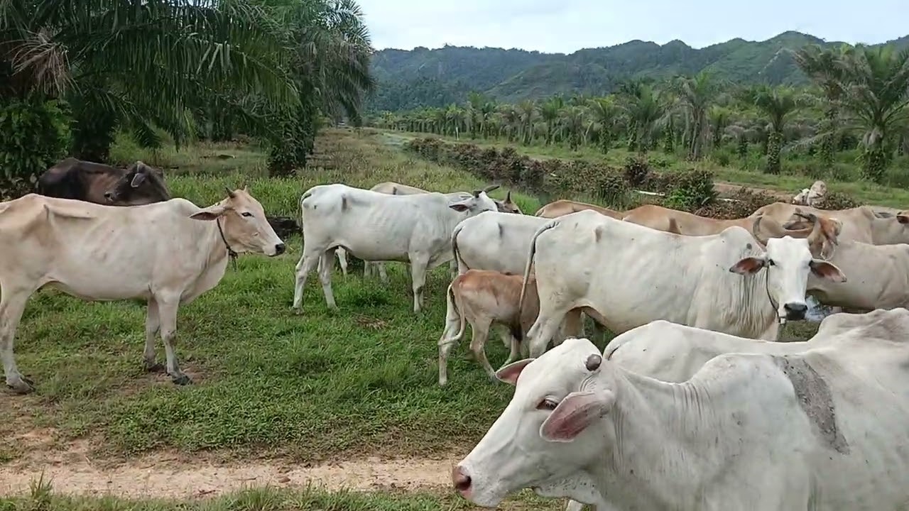 PUASA PERTAMA ~ PETERNAK BERDASI