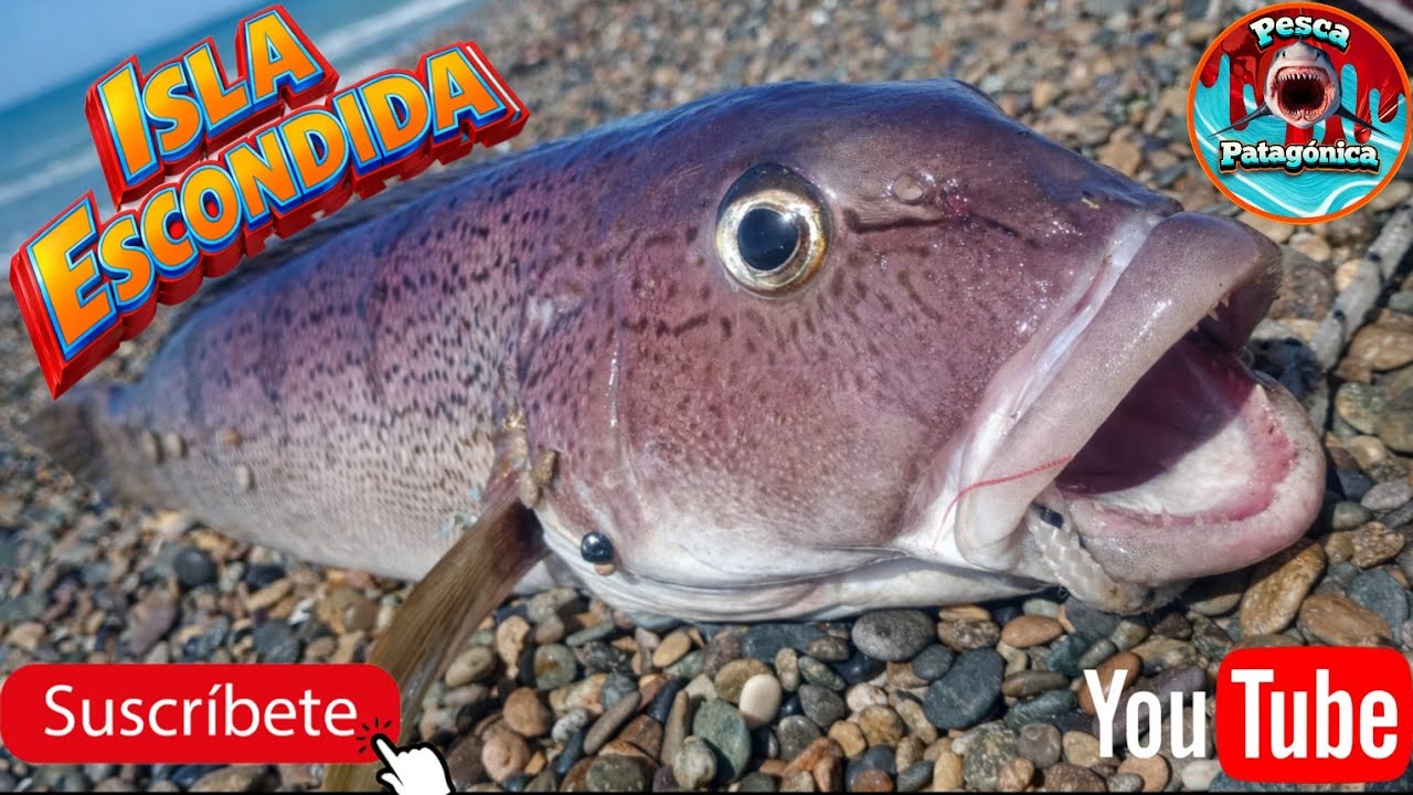 FUIMOS A BUSCAR LOS SALMONES DE ISLA ESCONDIDA