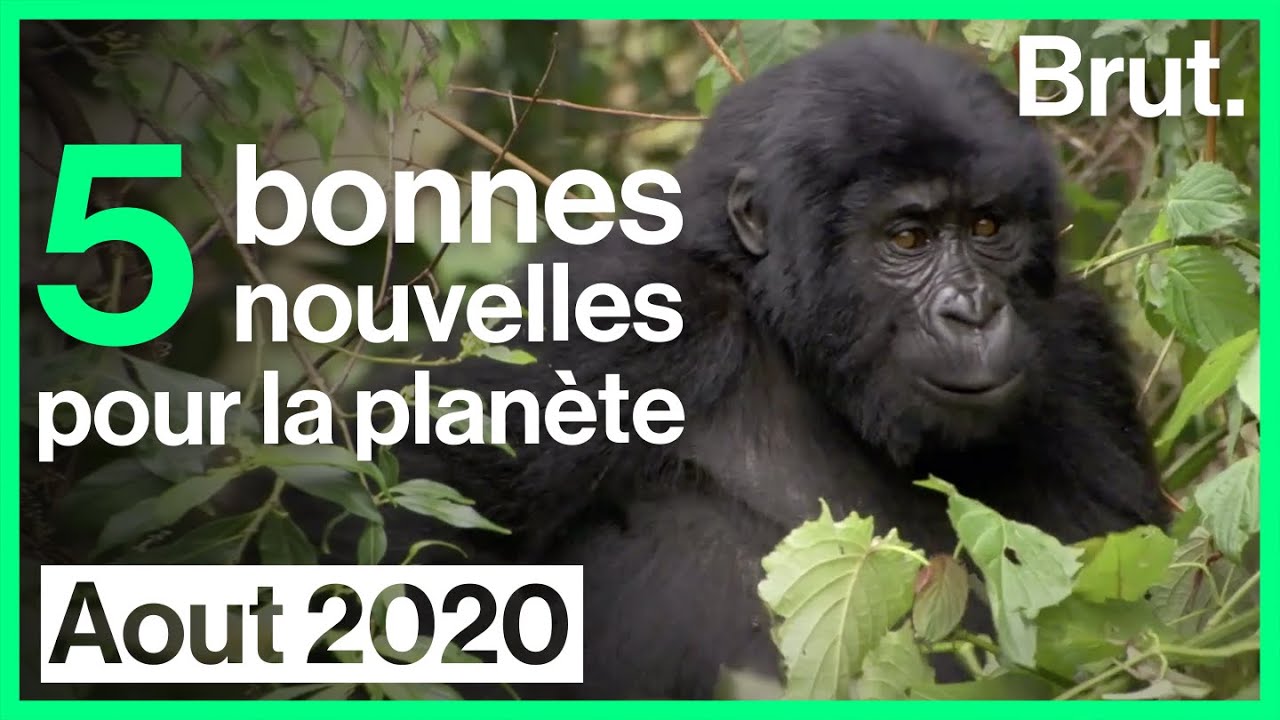 5 bonnes nouvelles pour la planète en août 2020