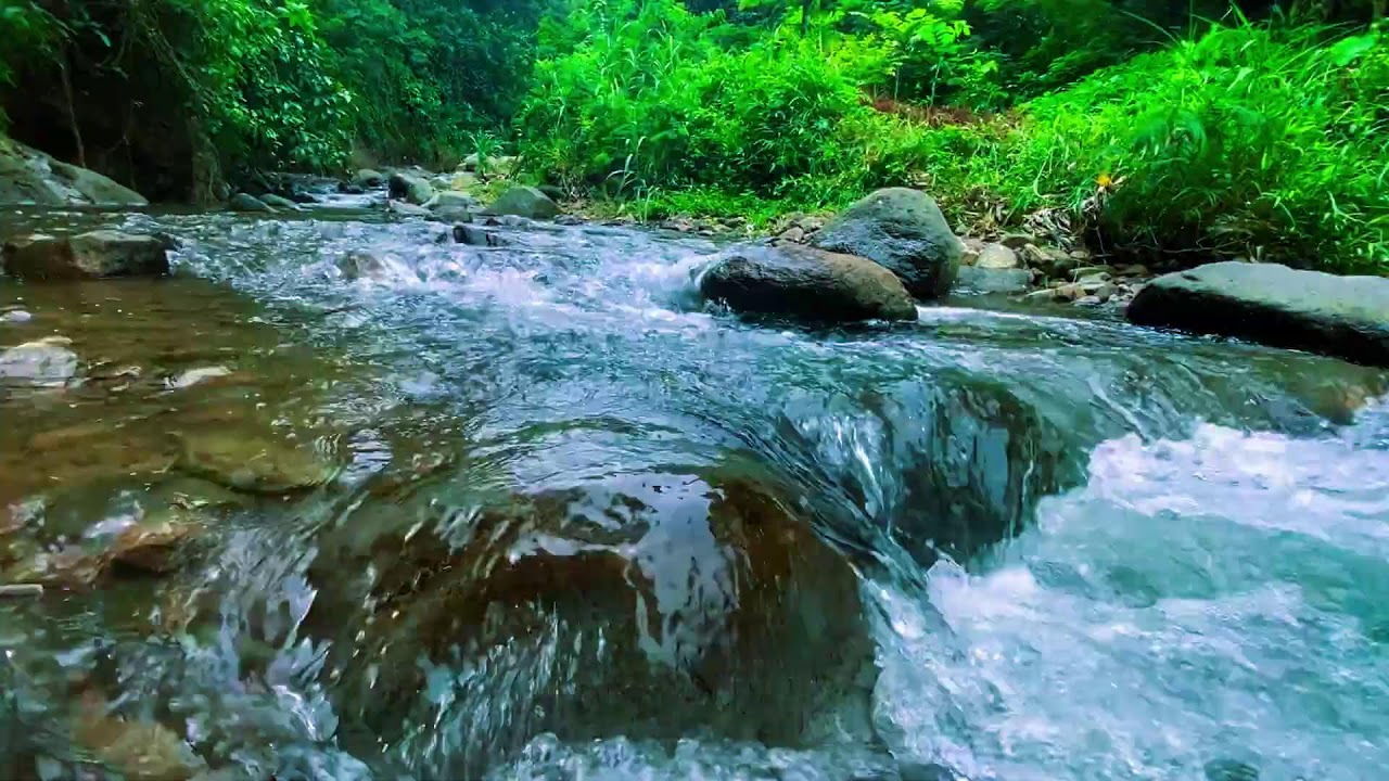 Невозможно не расслабиться 💧 Чистая река в тропическом лесу | ASMR