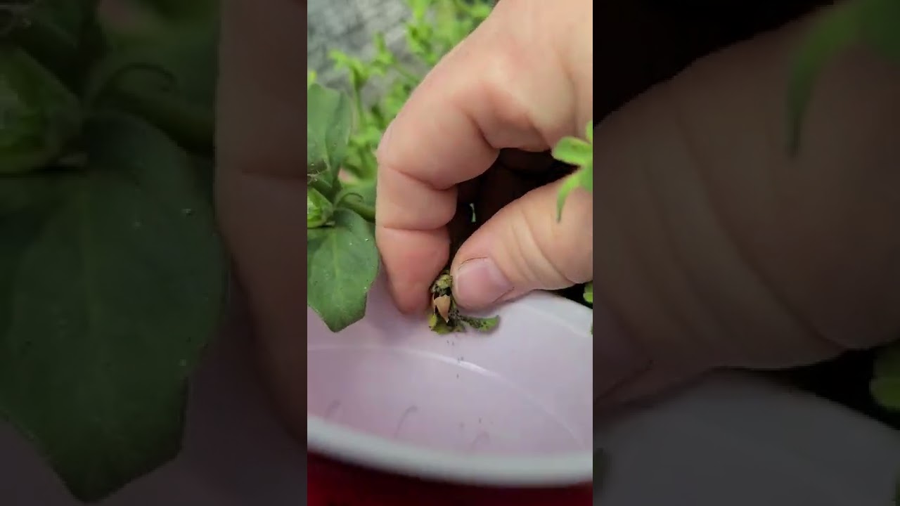 How to collect petunia seeds