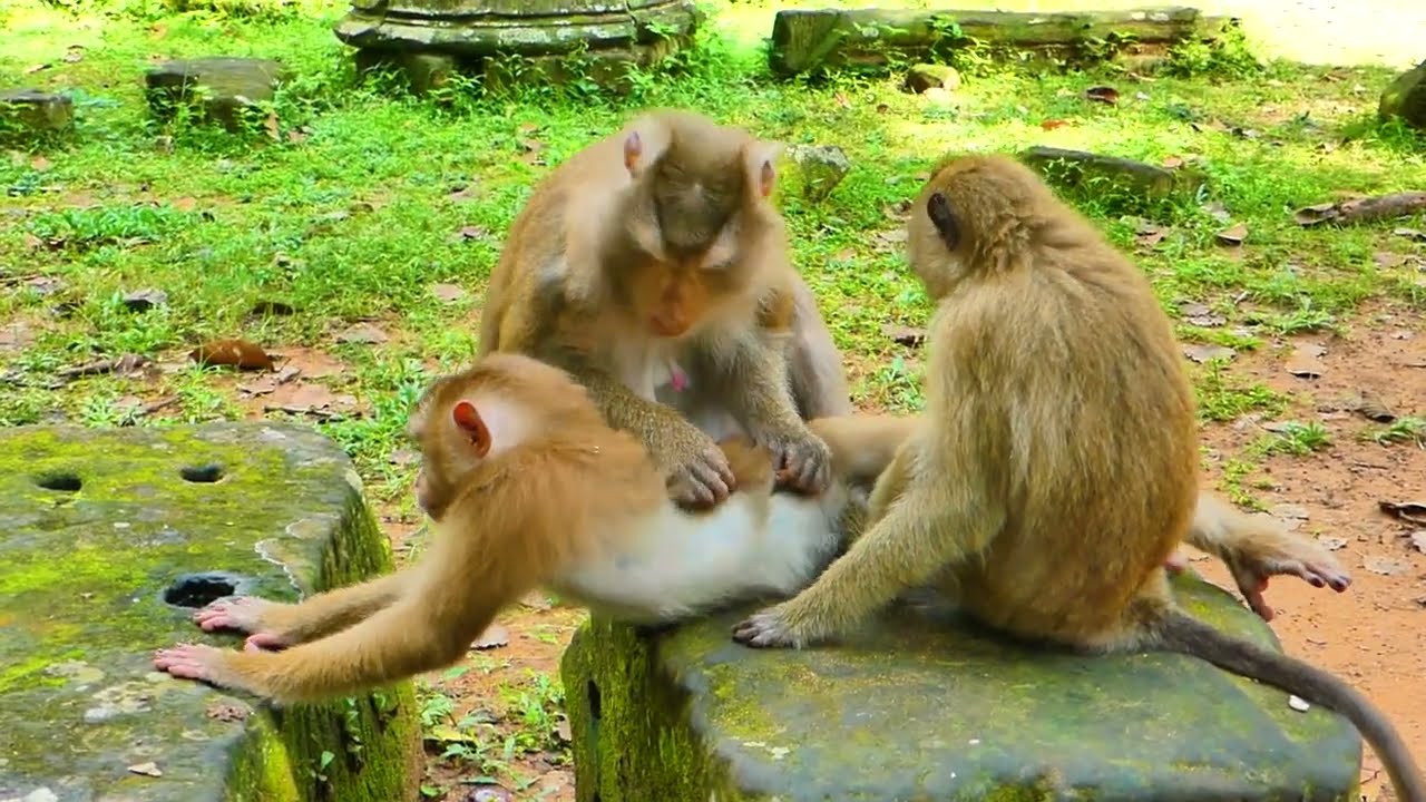 Monkey Libby with her baby Lily comes to check the animals. Squirrel​ No activity