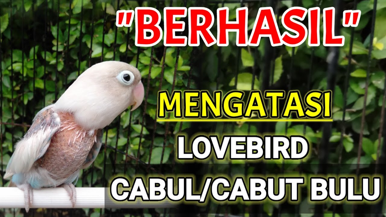 CARA MENGATASI LOVEBIRD CABUT BULU/CABUL BERHASIL SUKSES