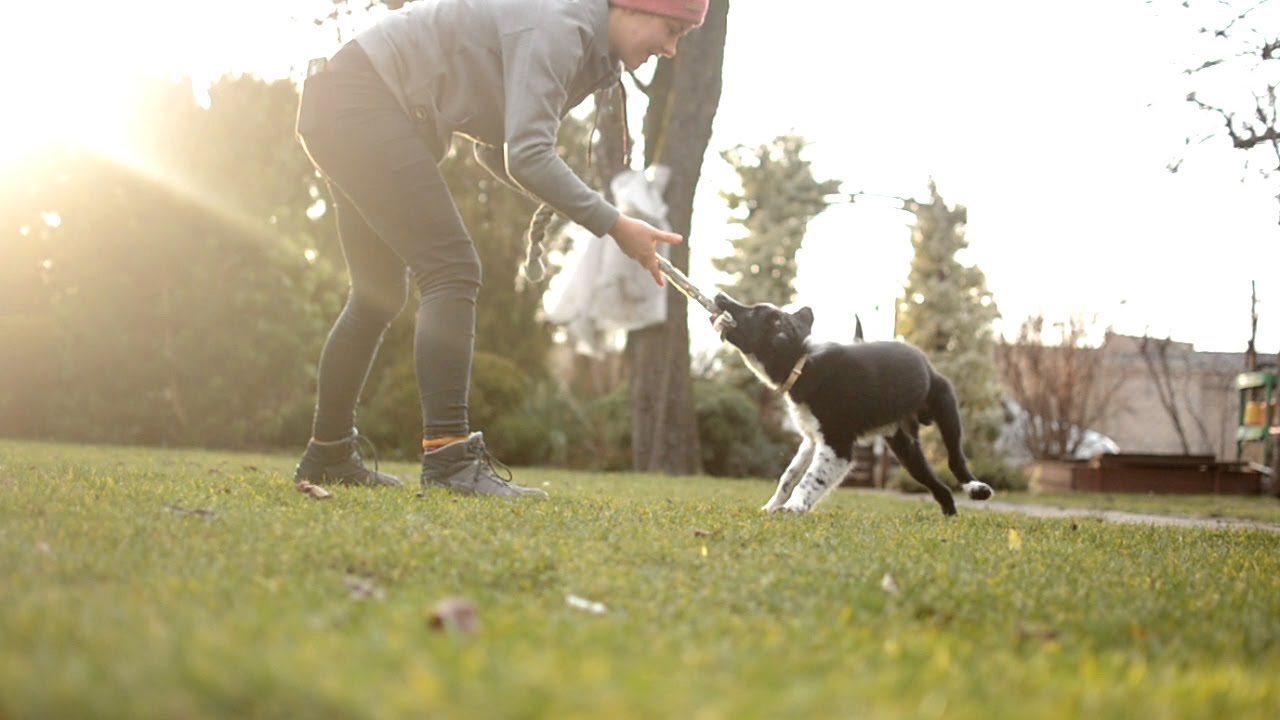 EFFECT | Border Collie puppy | 3 months