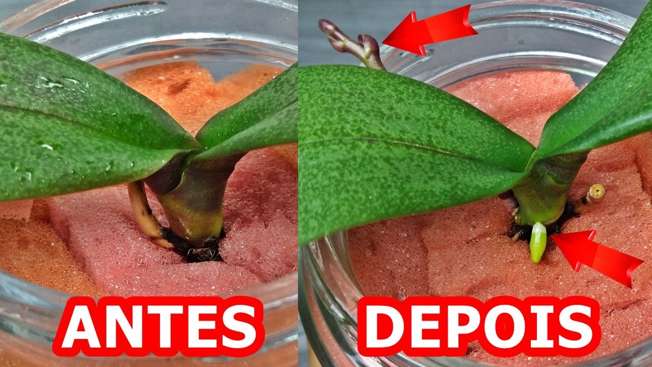 Veja como eu salvei essa orquídea sem raiz nenhuma!!! | JD Orquídeas