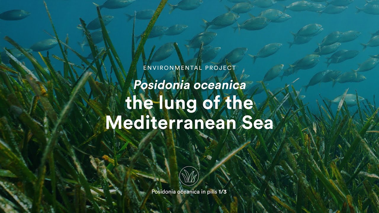 Posidonia oceanica, the lung of the Mediterranean Sea