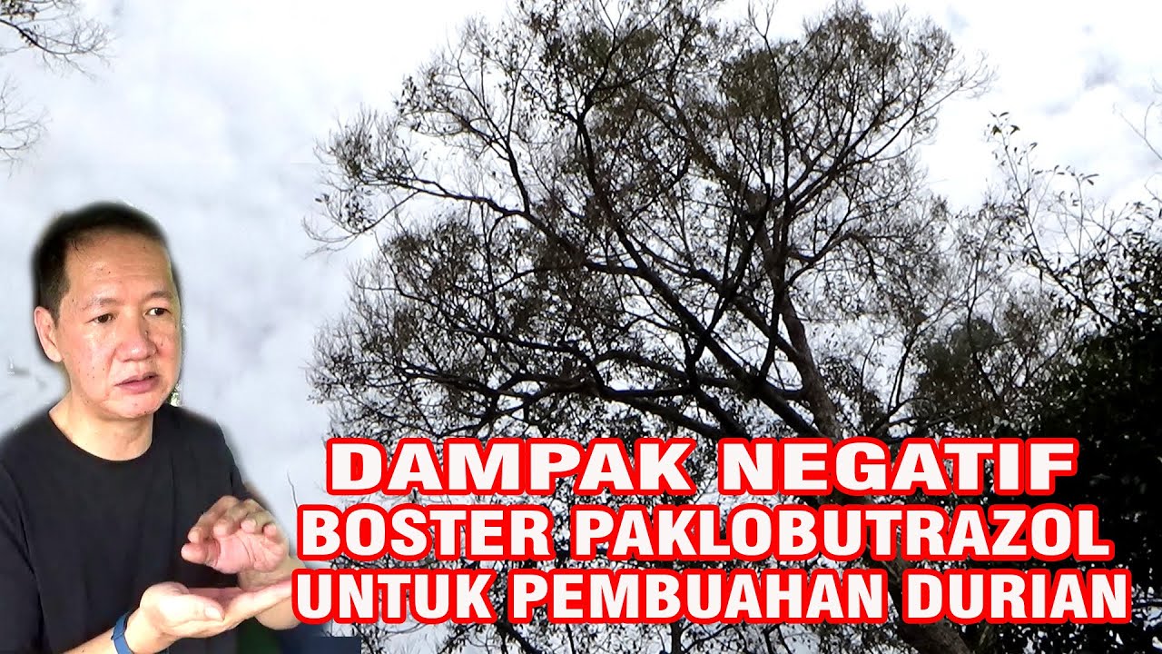 APAKAH ADA DAMPAK NEGATIF HORMON  PAKLOBUTRAZOL UNTUK PEMBUAHAN DURIAN