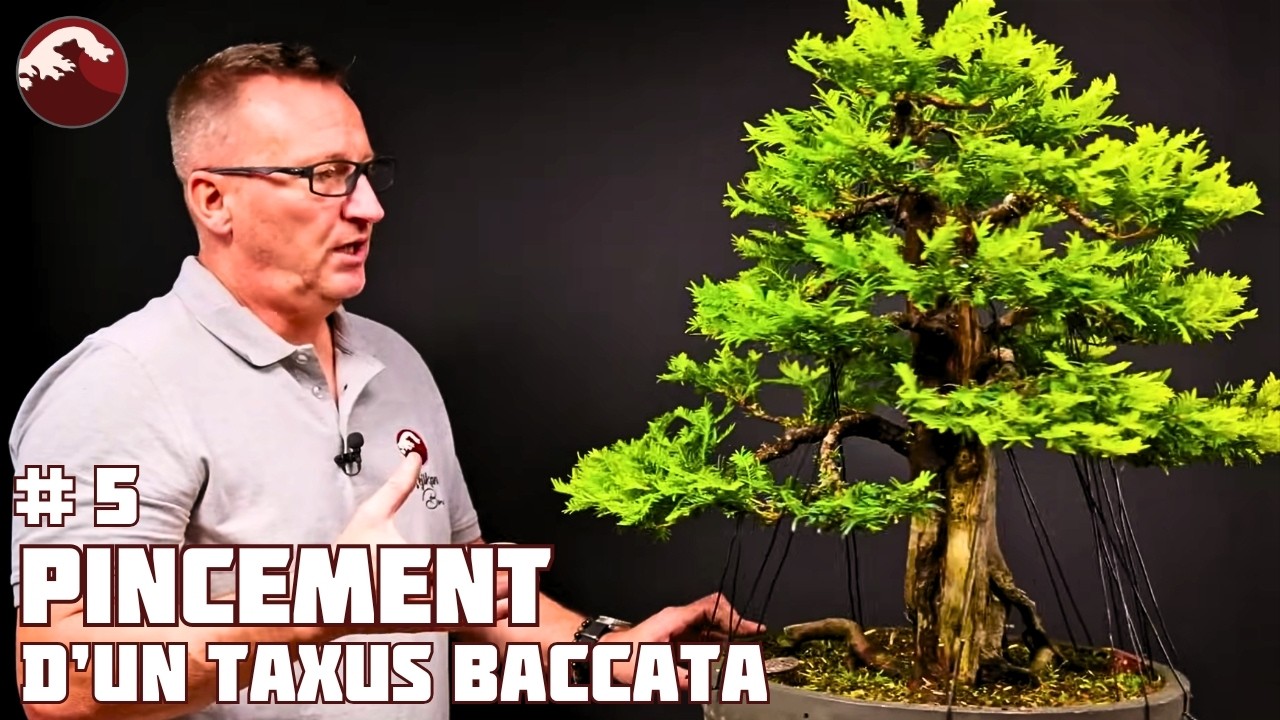 Je Forme un If de Haie en BONSAÏ - La taille de densification. Épisode 5 🌱 NEJIKAN BONSAI 🌱