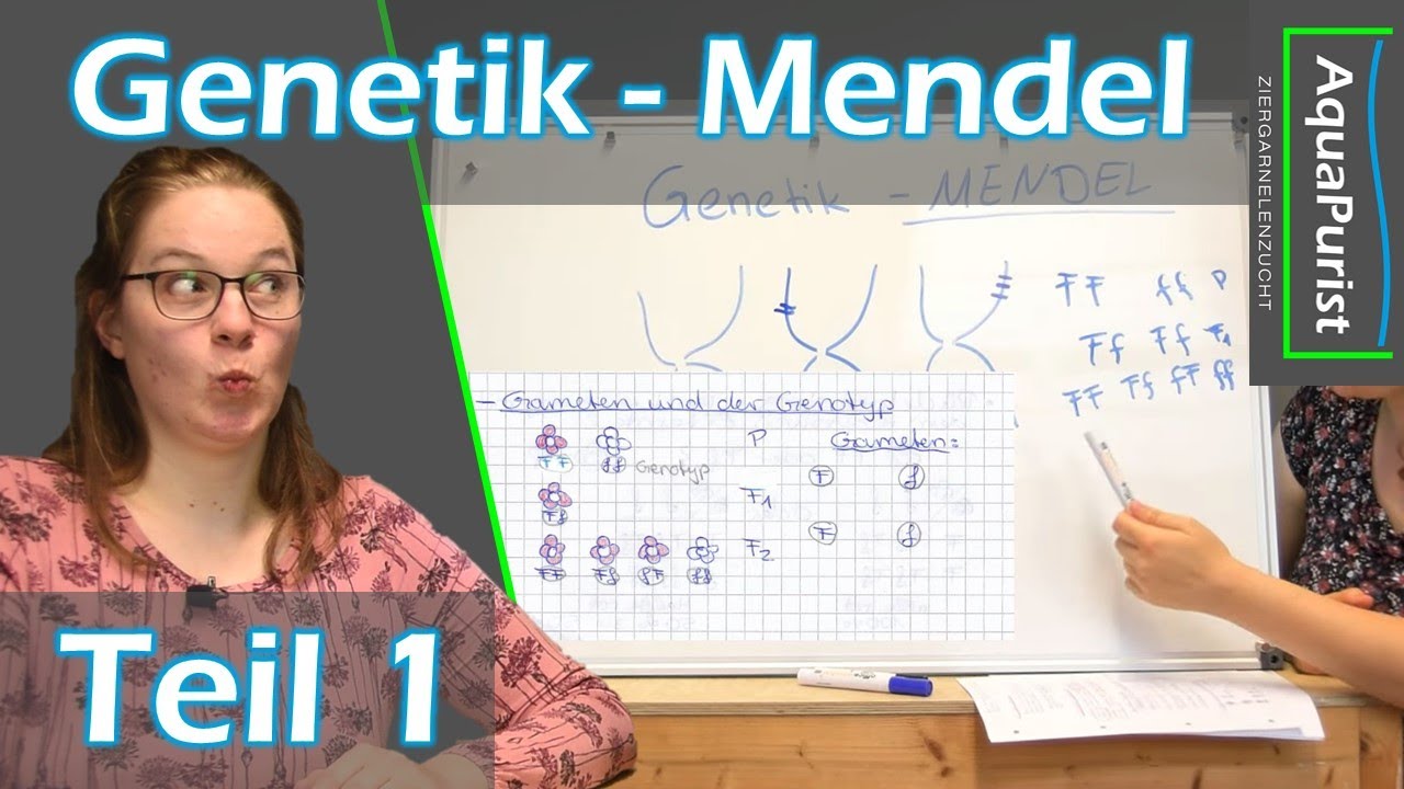 Garnelen Genetik Teil 1 - Mendel, die Mendelsche Vererbungslehre & die Mendelschen Regeln