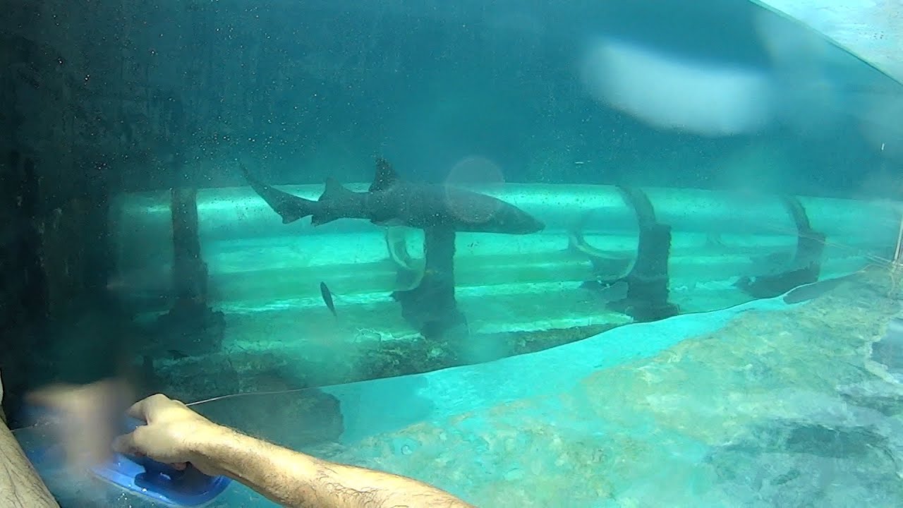 Shark Tank Water Slide at Atlantis