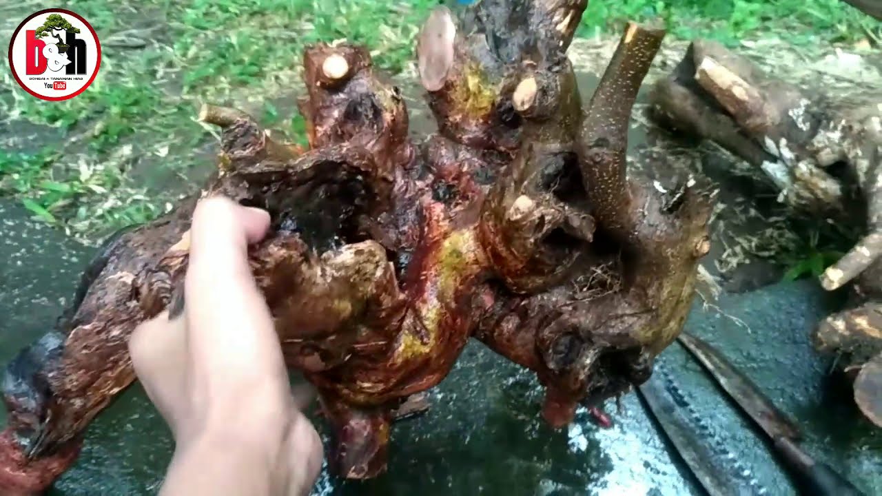 TUTORIAL CARA MENANAM  BAKALAN BONSAI KAKAS / KRAKAS / TUNGKULAN