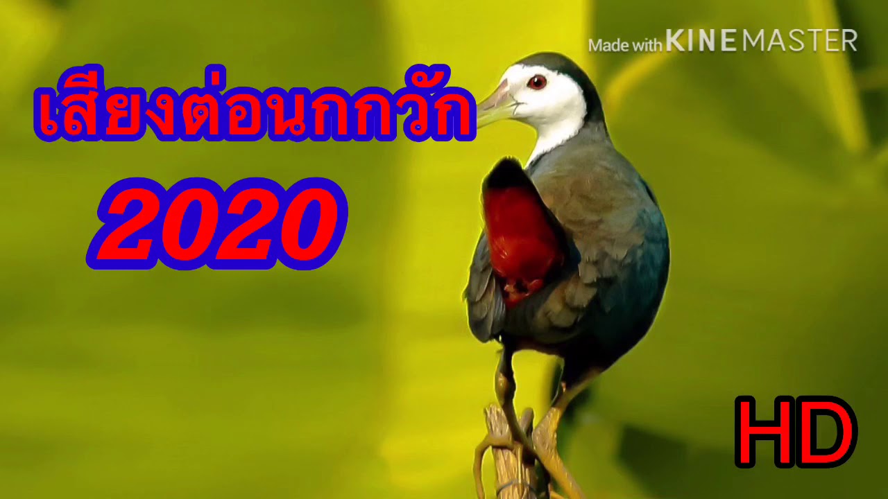เสียงต่อนกกวัก