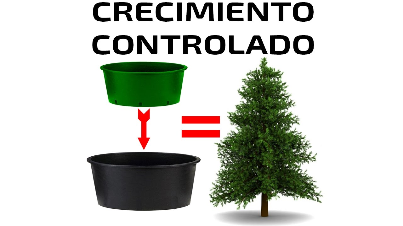 Bonsai: Controlar el crecimiento de Tronco y Raíces - Tutorial