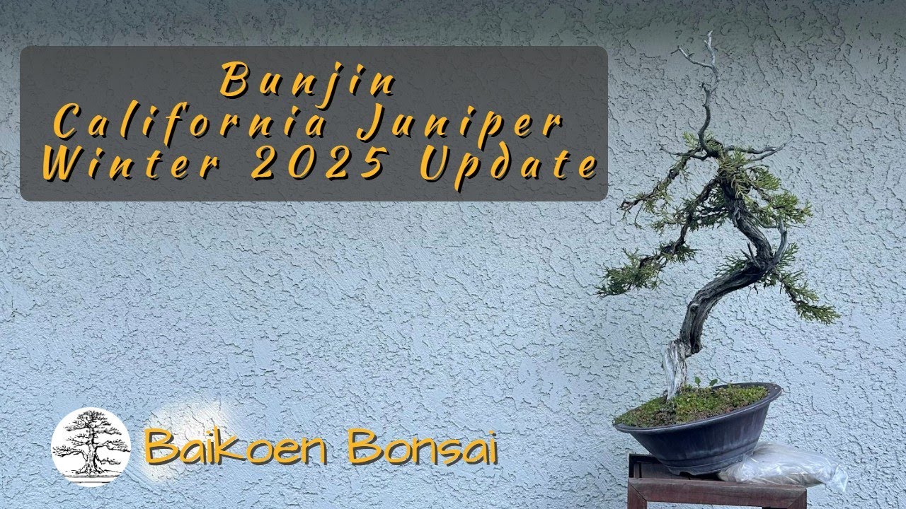 Обновление Bunjin California Juniper Winter 2025 — Методы выращивания бонсай — Baikoen Bonsai Club