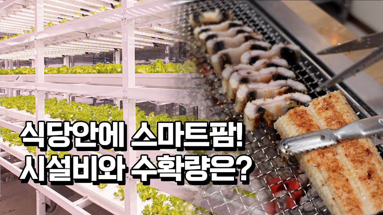 일매출 1천만원 장어구이 식당에서 스마트팜 설치한 이유는?