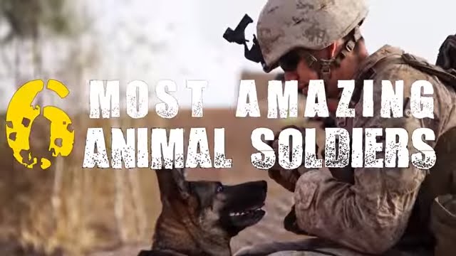 6 Most Amazing Animal Soldiers