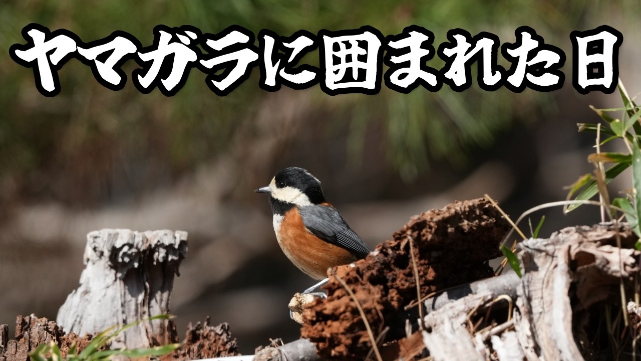 【野鳥撮影】ヤマガラに囲まれた日