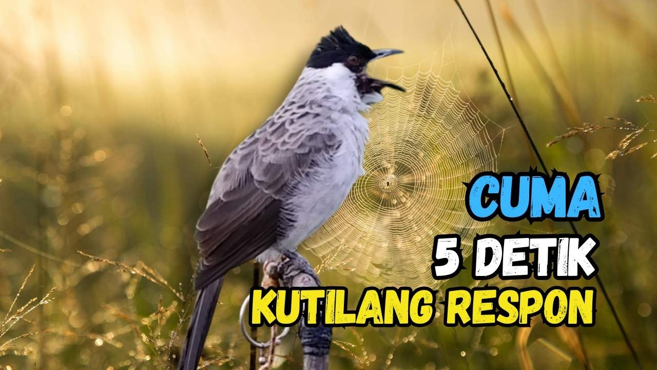 Hitungan Detik Kutilang Auto Respon Bunyi Gacor