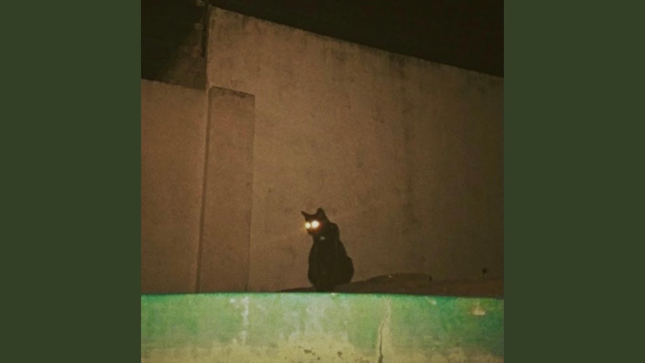 little kitty on a roof