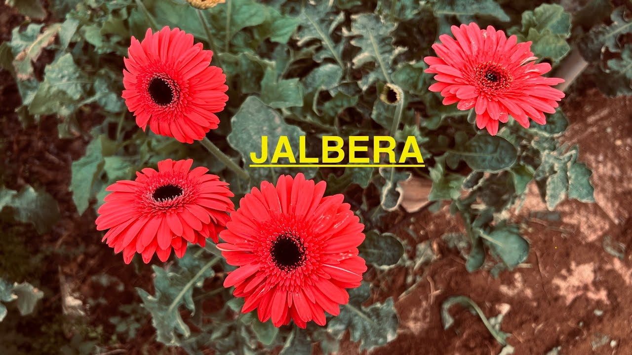 Jalbera flowers #youtube #jalbera farm#jalbera colour