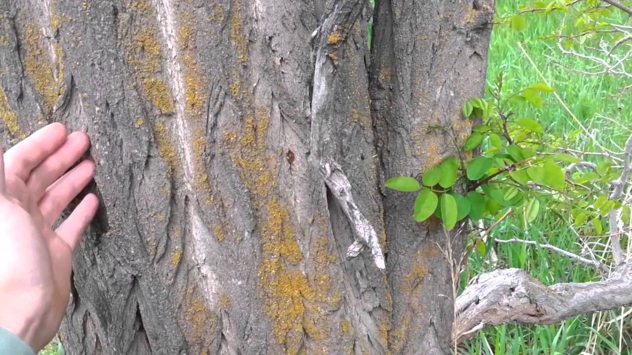 Identifying a Black Locust Tree
