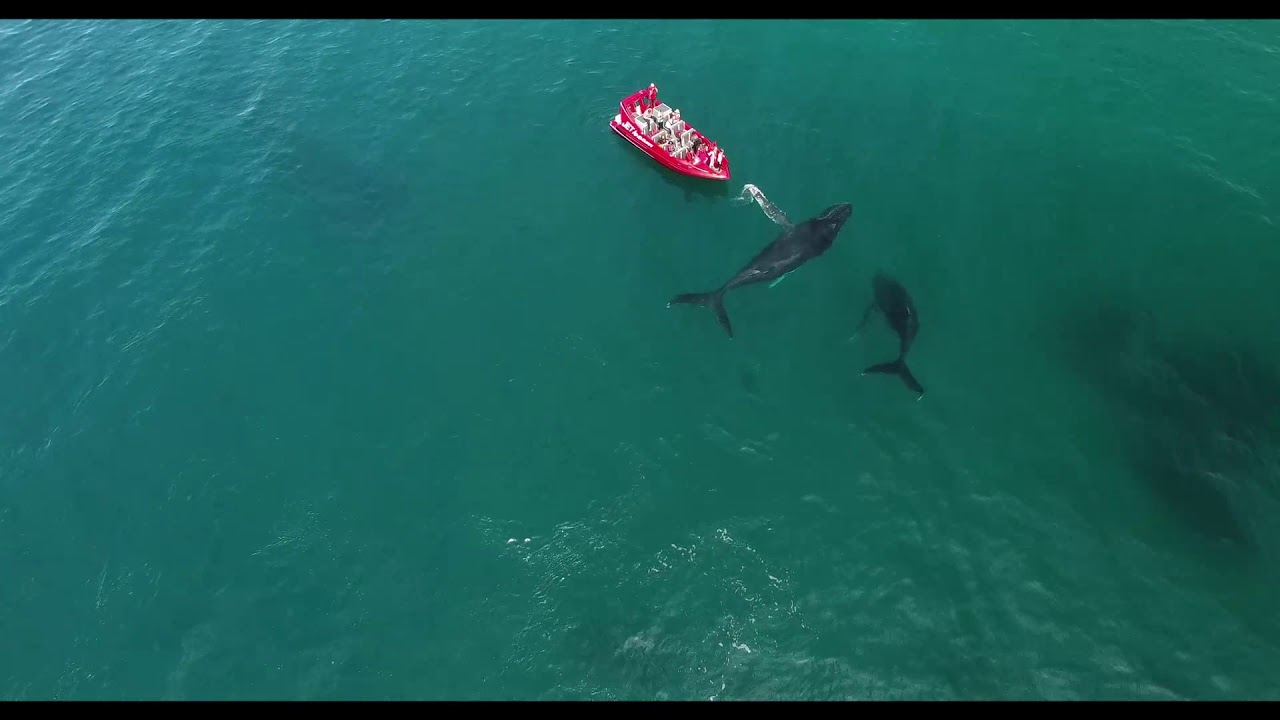 Humpback whales around the Jet Adventures jet boat in the South West of Western Australia - 4 of 4