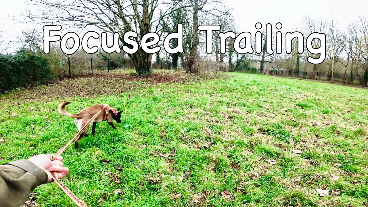 Mantrailing - Focused Trailing Session
