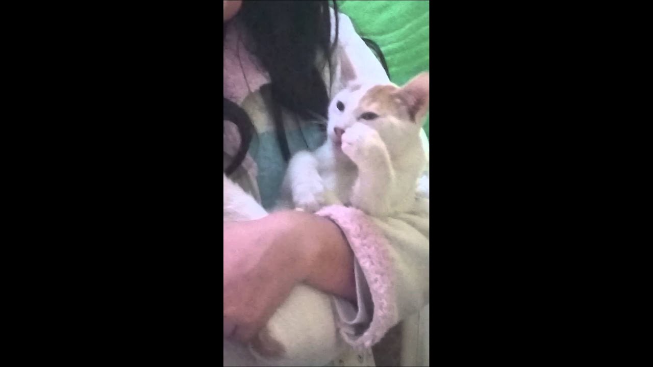 Gatito gloton