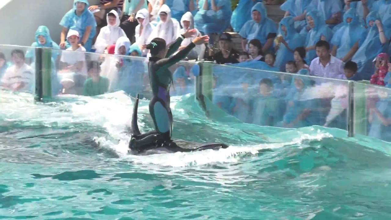 ◆鴨川シーワールド　シャチパフォーマンス（2016．08．07）13：00~ ◆