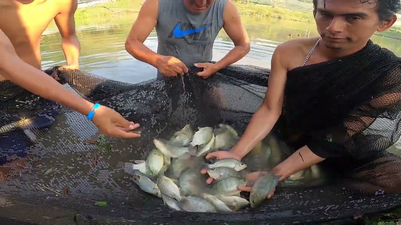 Acuicultura en cultivo de tilapia