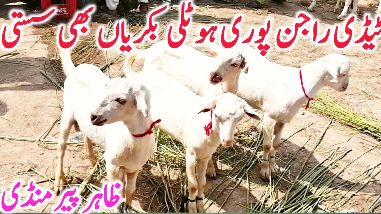 Zahir Pir Goat And Cow Mandi Rajinpuri Teddy Hotli Beetal Goats || Global Village Farming