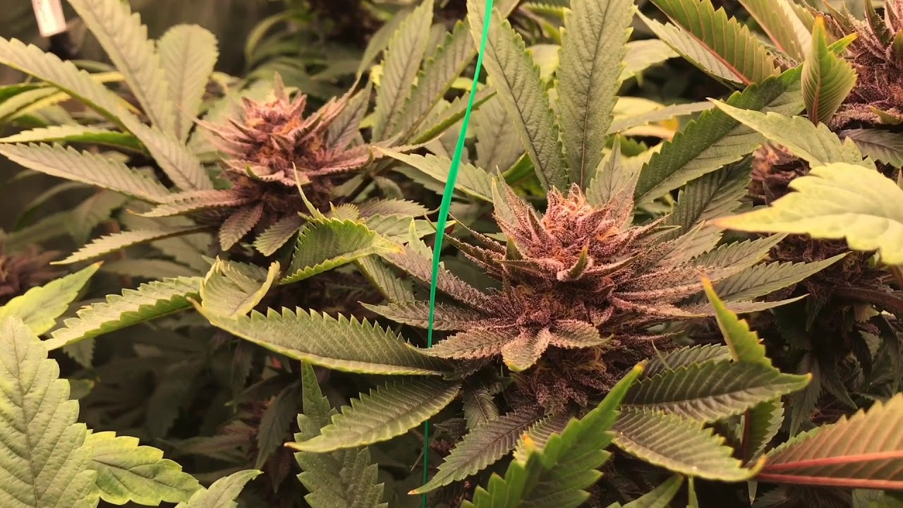 5x5 Tent - Mass Medical Strains- Week 7 Of Flowering