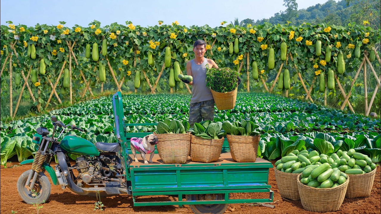 Harvest Winter Melon, Bok Choy... After 90 Days Of Planting To Sell At The Market, Cook, Start Seeds