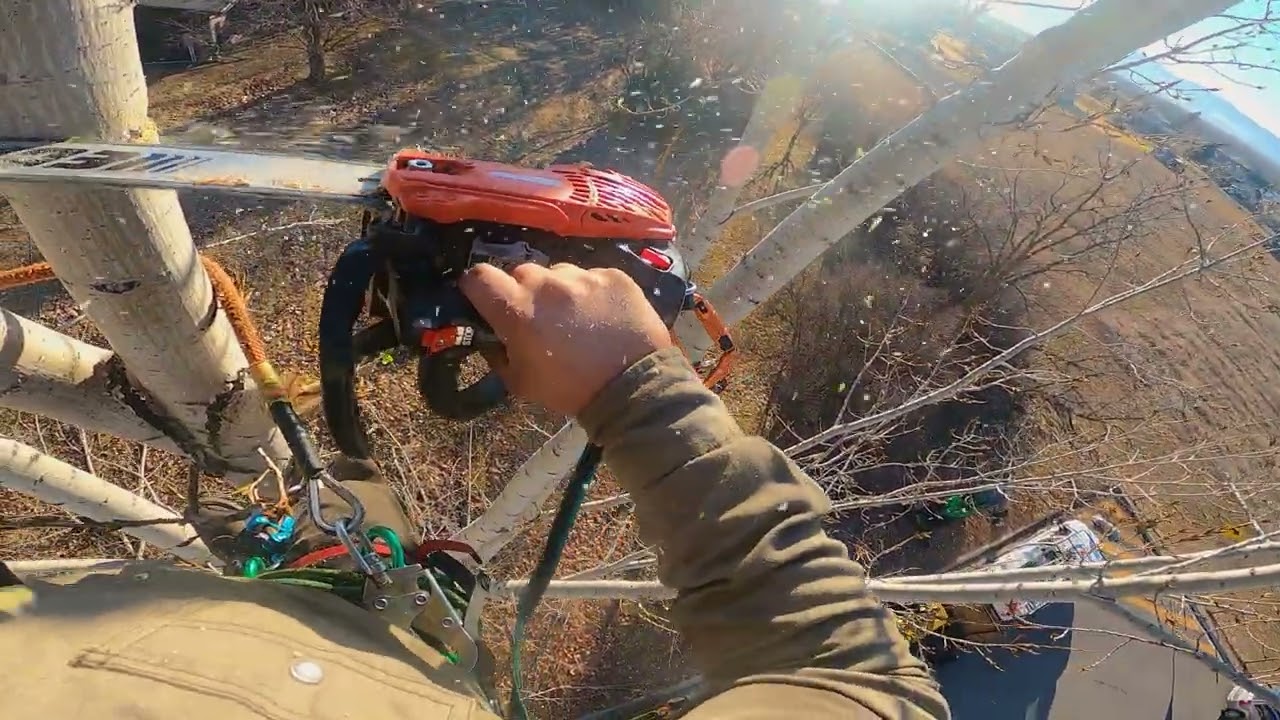 Cottonwood Removal Tree Climb with Spurs