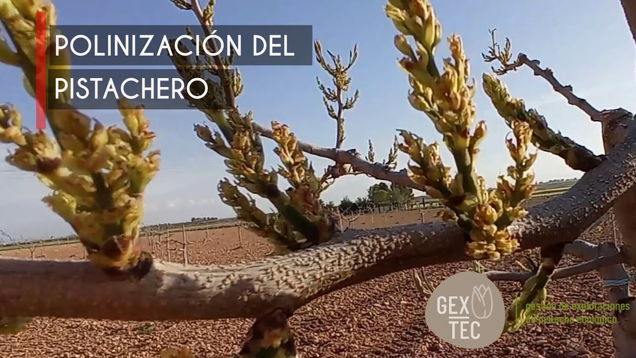Polinización del PISTACHERO // 2° parte 21 de Abril del 2021 // El cultivo del pistacho 🌳