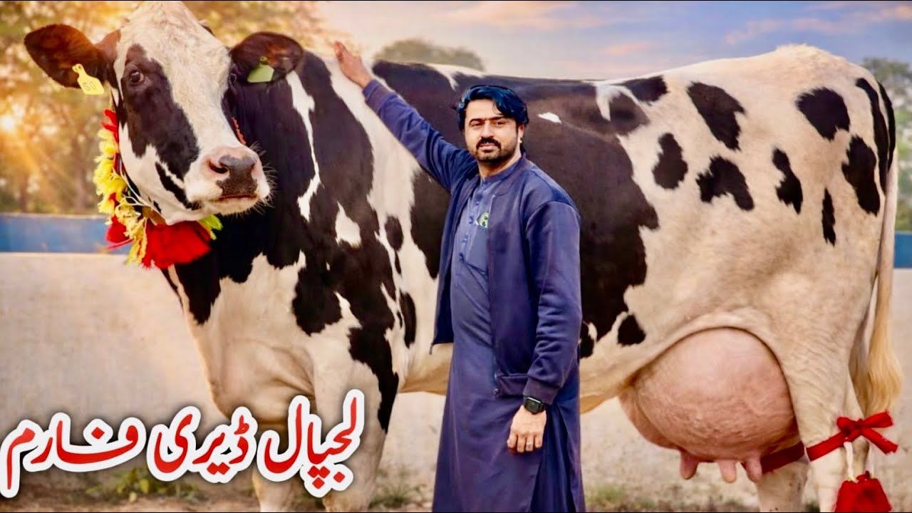 Imported Australian Friesian Cross Cows | Lajpal Dairy Farm | Milk Record Shock 😲