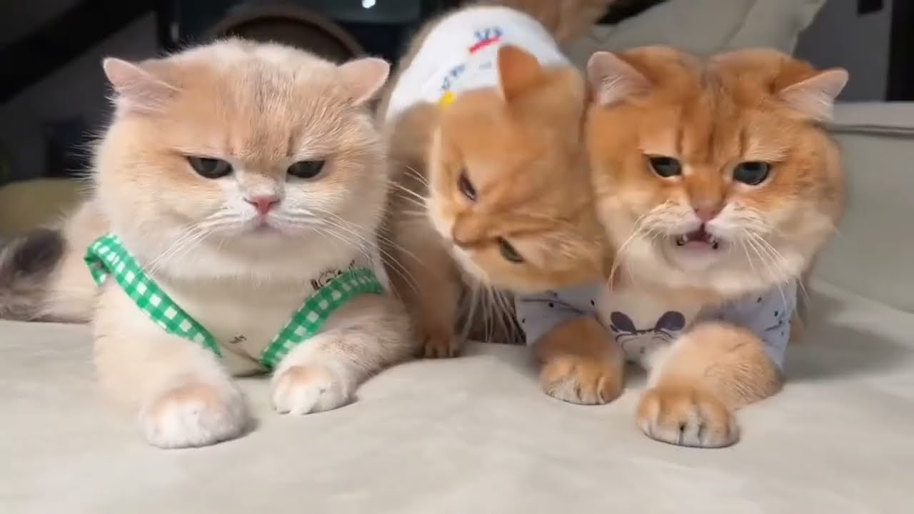 Funny Cats and Dogs 2026 😂😹 Funniest Animals Video 🤣 Part-1