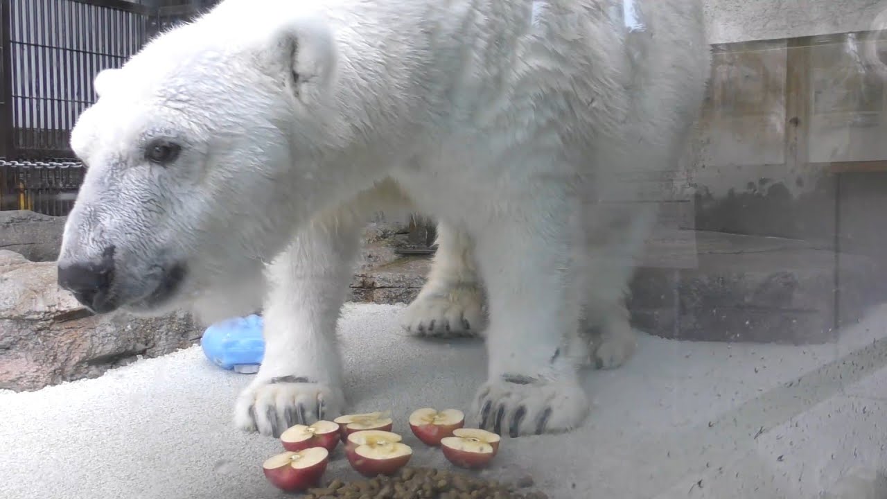 しろくまピースよだれがダラダラのおやつ時間♩とべ動物園にて