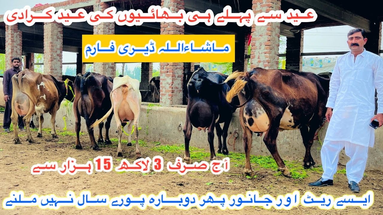Ma Sha Allah Dairy Farm | Biggest Jersey Cross Cows | Cholistani Fresian Cross Cows | 11 March 2026