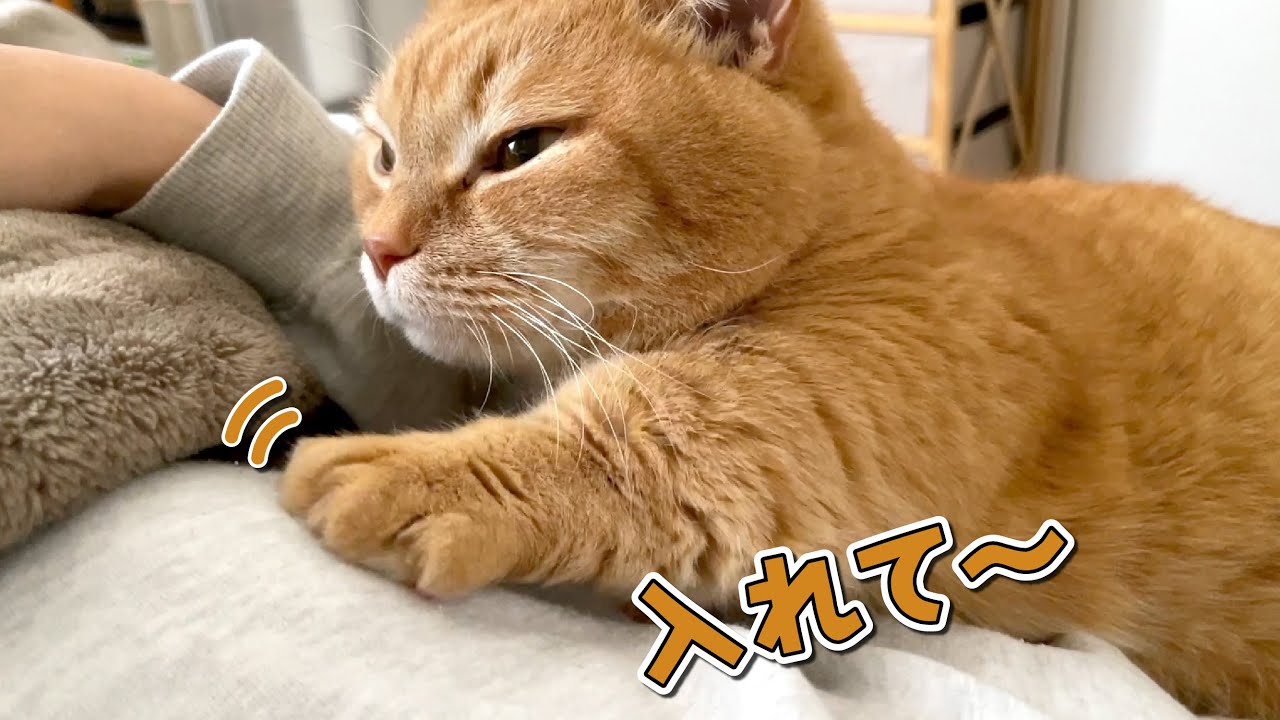 暖かくなってもママの腕枕で寝たい甘えん坊猫が可愛すぎる…