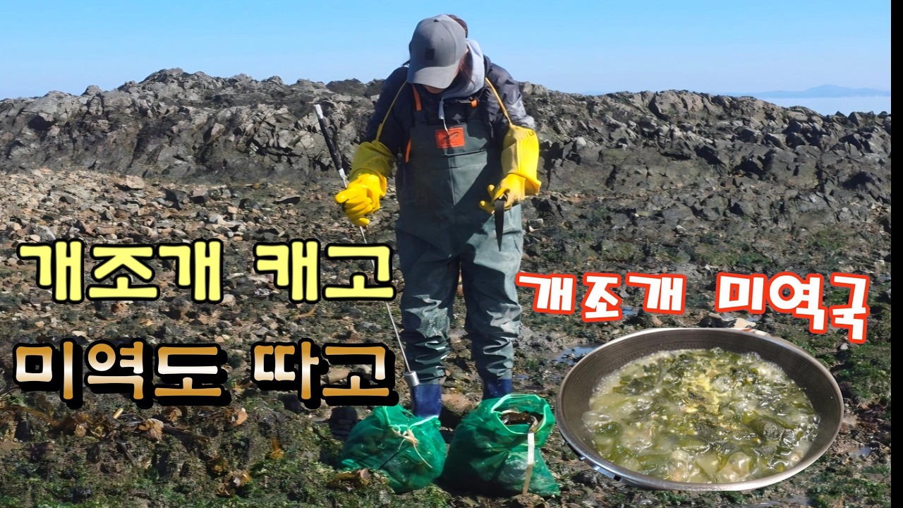 개조개 캐고 미역 따다가  맛있는 개조개 미역국